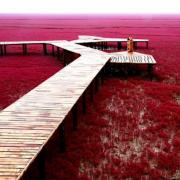 Красный пляж заповедника шуантай-хэкоу Красный пляж паньцзинь как попасть
